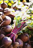 Freshly Picked Beets