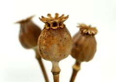 Three opium poppy capsules