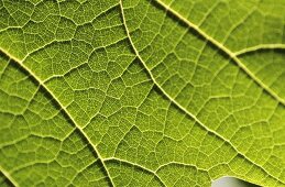 Vine leaf (close-up)