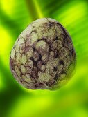 Eine Cherimoya auf grünem Untergrund