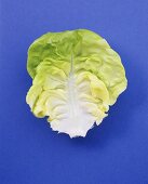 A lettuce leaf on blue background