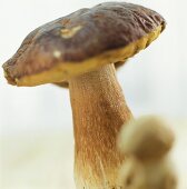 Cep Mushroom
