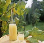 Federweisser (young wine) in bottle & glass on garden table (1