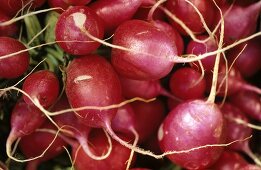 Fresh radishes