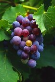 A bunch of Grenache grapes on the vine, Australia