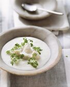 Riesling soup with pike-perch dumplings and fresh chervil