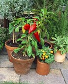 Paprika- und Tomatenpflanzen in Töpfen