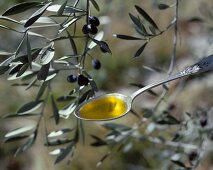 Olive oil on spoon in front of olive branch with olives