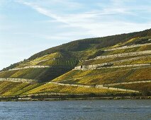 Einzellage Rüdesheimer Roseneck, Rheingau, Deutschland