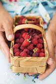 Hands holding woodchip basket of fresh raspberries