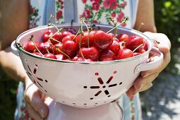 Woman holding fresh cherries in colander