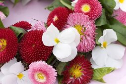 Wreath of Bellis and horned violets (detail)