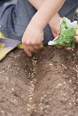 Child sowing spinach seeds in soil