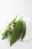 Ramsons (wild garlic) leaves and flower