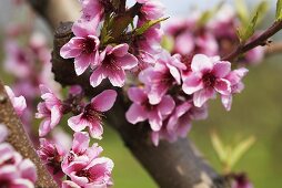 Nektarinenblüten am Baum