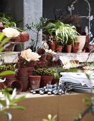 Various plants in pots with cutlery and a pile of plates