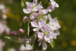 A sprig of apple blossoms (variety: Golden Delicious)