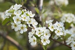 Birnenblüten am Zweig (Sorte Williamsbirne)