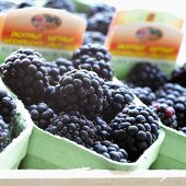 Blackberries in cardboard punnets