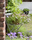 Eisenkraut im Blumentopf auf Gartenstuhl