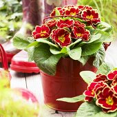 Primeln 'Eclipse Red with Rim' im Blumentopf vor Gummistiefeln