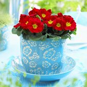 Primulas ('Salome Red') in flowerpot