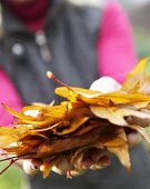 Hands holding autumn leaves