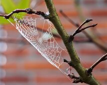 Spinnennetz am Zweig