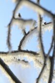 Zweige mit Frost