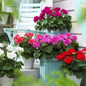 Verschiedene Pelargonien auf Terrasse