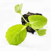 Young Chinese cabbage plant (Brassica pekinensis), on its side