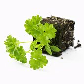 Young parsley plant, on its side