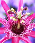 Passion flower 'Ladybird's Dream'