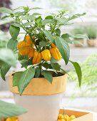Yellow pepper plant in flowerpot
