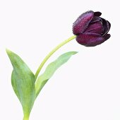 Tulpe 'Queen of Night' mit Wassertropfen