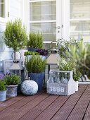 Various herbs in pots on terrace