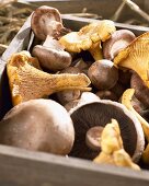 Various fresh mushrooms in crate