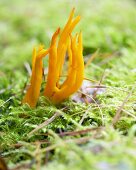 Yellow stagshorn fungus (Calocera viscosa) in moss