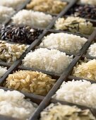 Various types of rice in a sprouting box