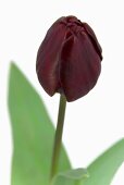 Tulpe 'Jan Reus'