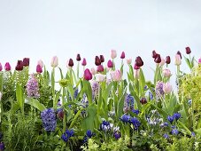 A mass of spring flowers