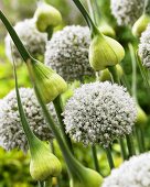 Ornamental onion 'White Cloud' (close-up)