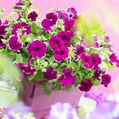 Petunia Viva 'Purple Picotee' in pink planter