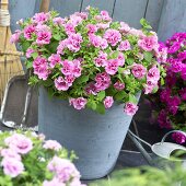 Petunia Viva 'Double Pink' in flowerpot