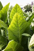 Tobacco plants (close-up)