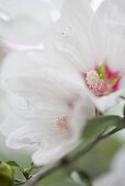 Mallow flower (close-up)