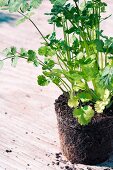 Coriander plants with root ball