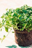 Oregano plant with root ball