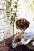 Woman planting espalier tree