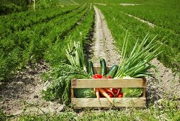 Crate of vegetables at edge of carrot field